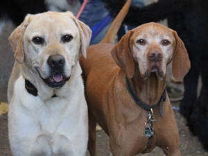 Caspar und leo